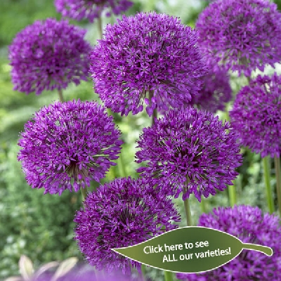 Allium