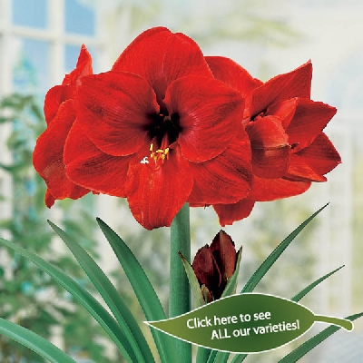 Amaryllis (Hippeastrum)