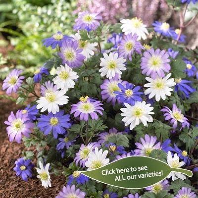 Anemone blanda