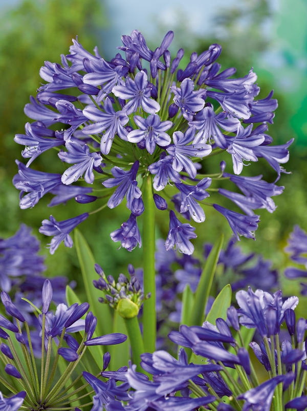 Agapanthus