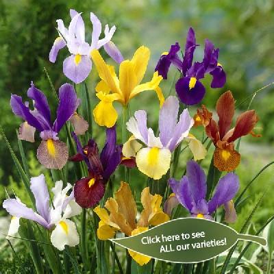 Dutch Iris - Iris hollandica
