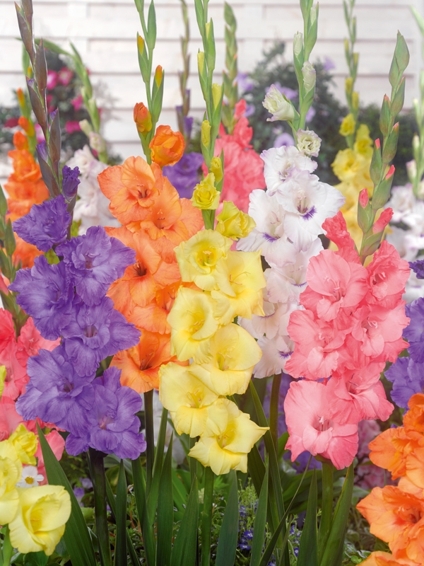 Bulbs Are Easy Bulbsareeasy Com Plants List Gladiolus Gladioli