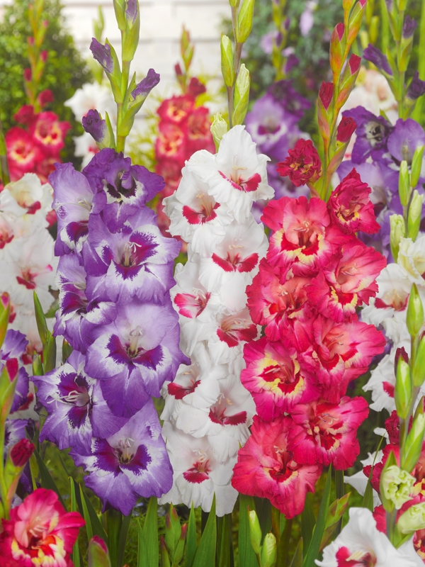 Bulbs Are Easy Bulbsareeasy Com Plants List Gladiolus Gladioli