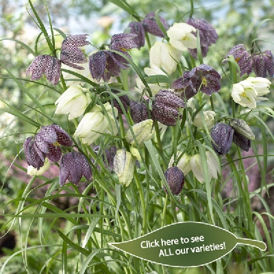 Fritillaria meleagris 2013