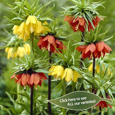 Fritillaria Imperialis