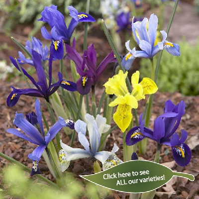 Iris reticulata - Dwarf Iris