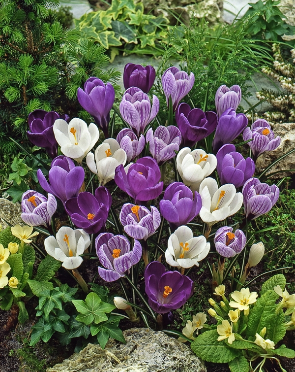 Image Gallery