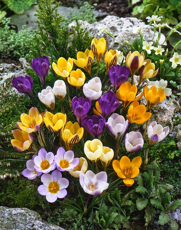 Image Gallery