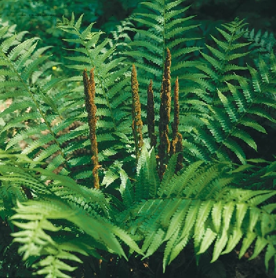 Image Gallery