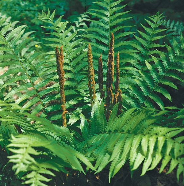 Ferns