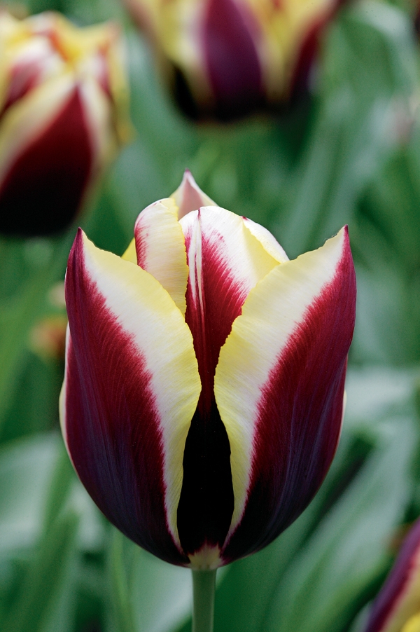 Image Gallery