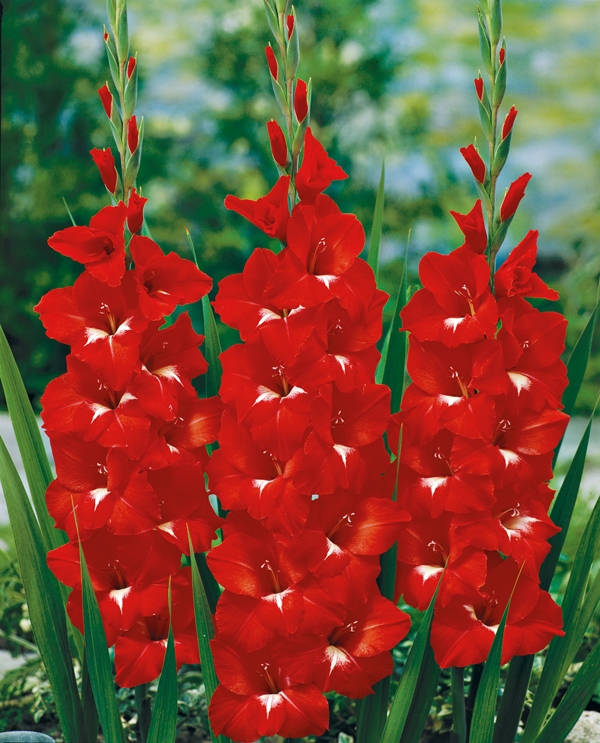Bulbs Are Easy Bulbsareeasy Com Plants List Gladiolus Gladioli