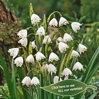 Leucojum aestivum