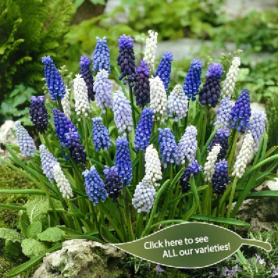 Muscari - Grape Hyacinths