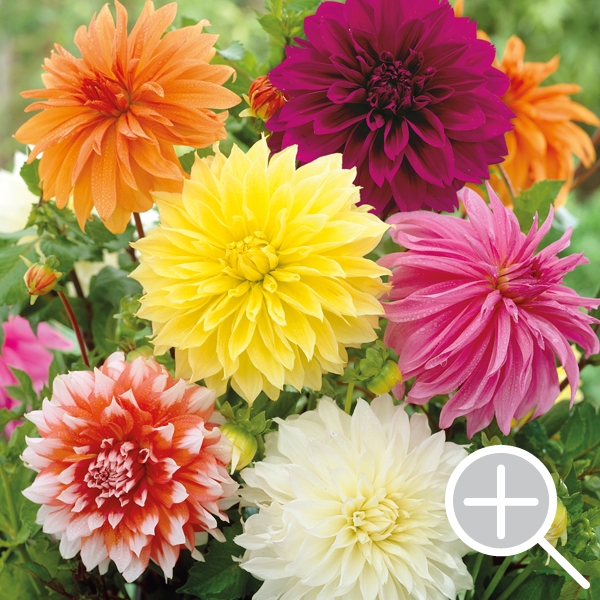 Dahlias