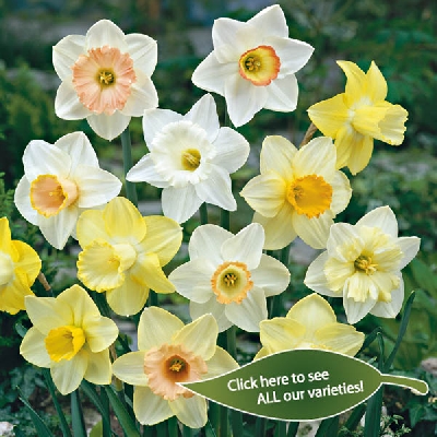 Narcissus - Daffodil