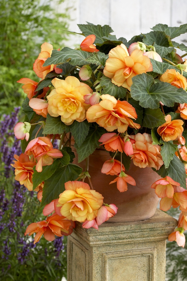 Image Gallery