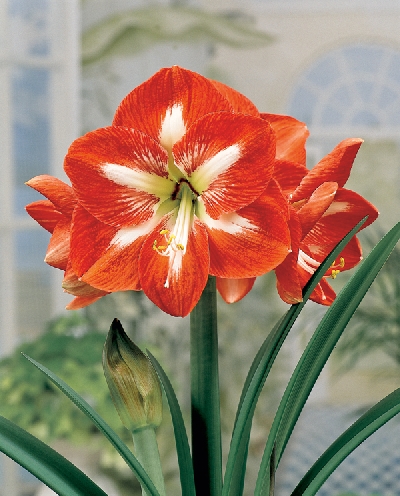 Image Gallery