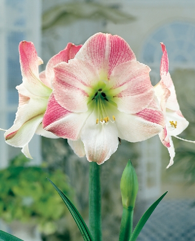 Image Gallery