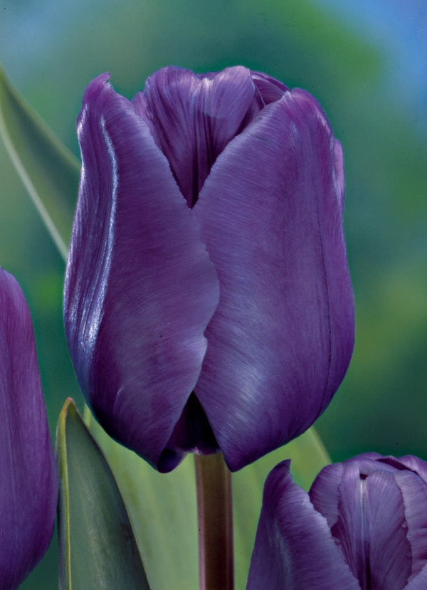 Image Gallery