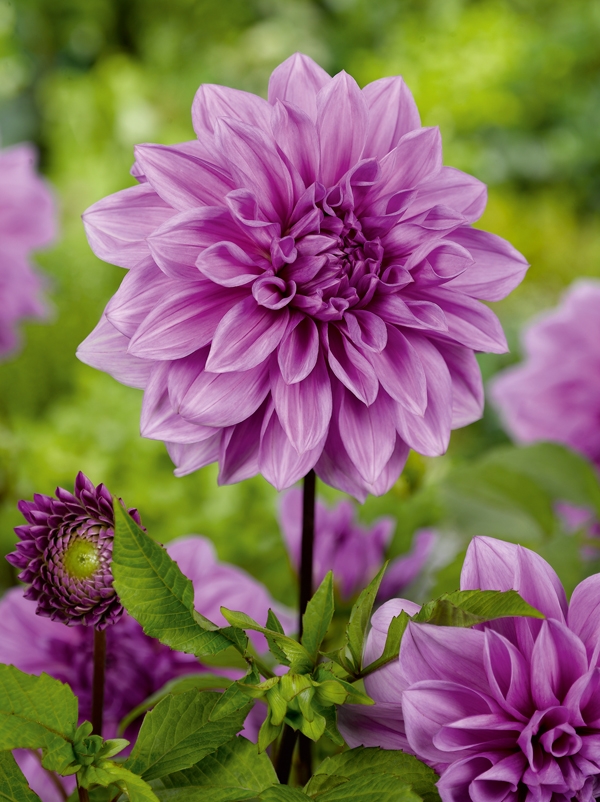 Image Gallery