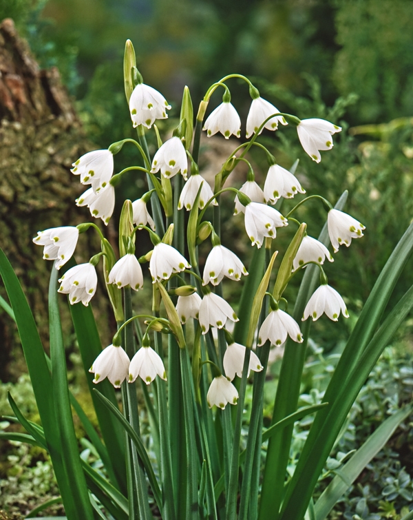 Image Gallery