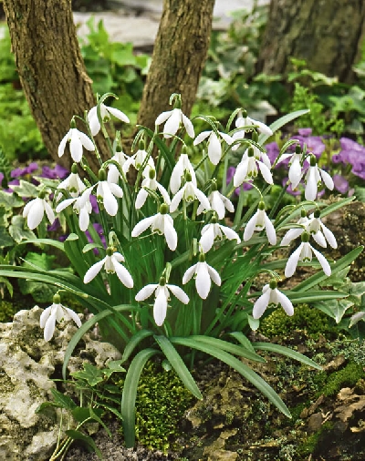 Image Gallery