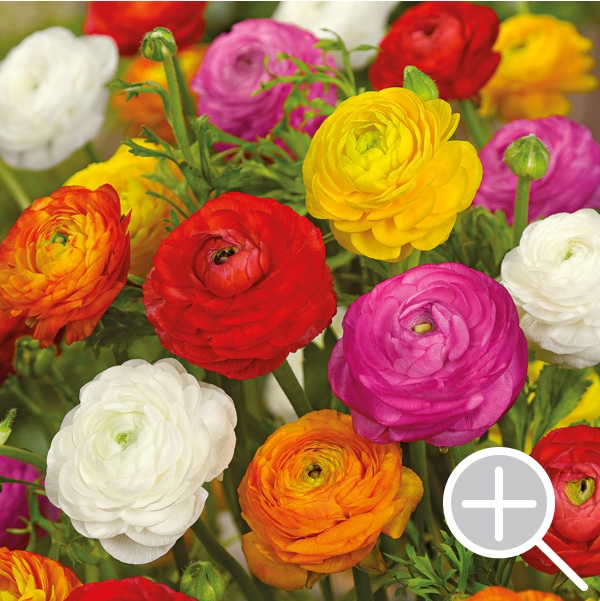 Ranunculus