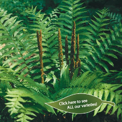 Wildflowers & Ferns