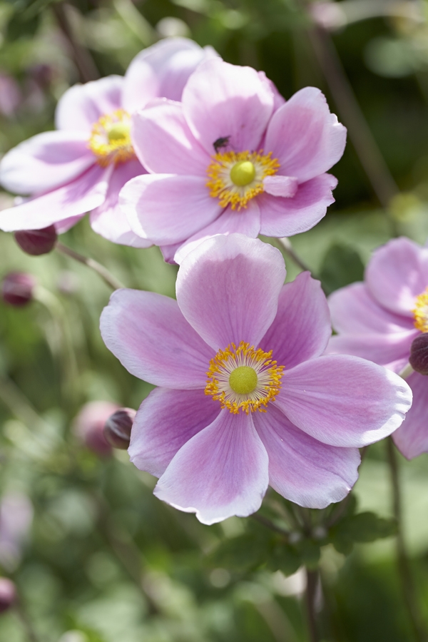 Anemone perennial