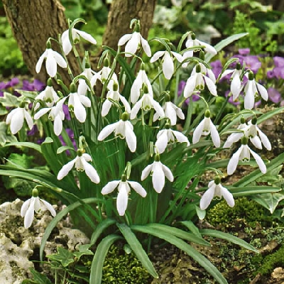 Galanthus - Snowdrops