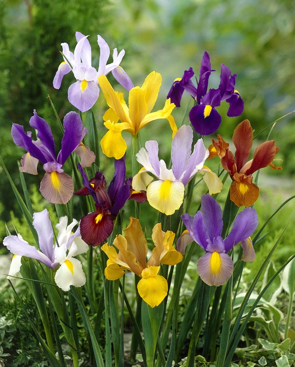 Image Gallery