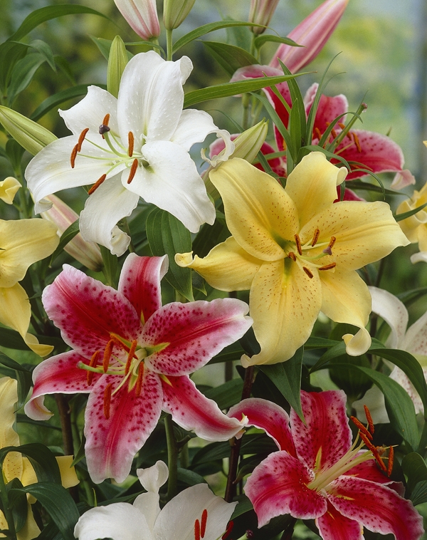 Image Gallery