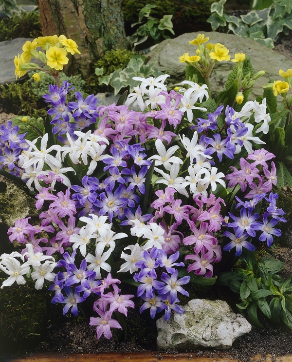 Chionodoxa