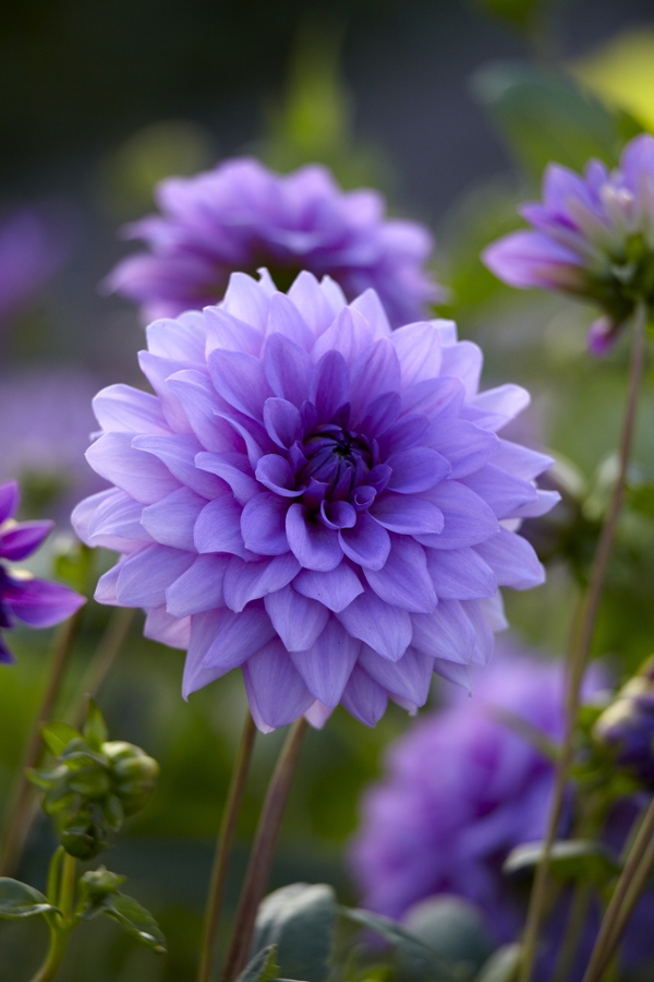Image Gallery