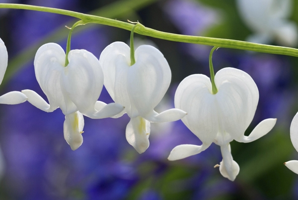 Image Gallery