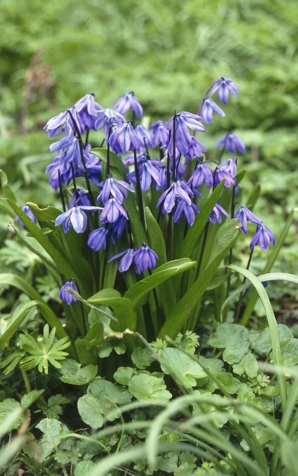 Scilla siberica