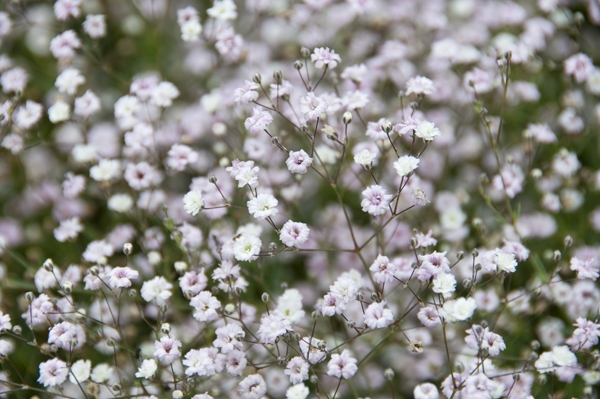 Gypsophila