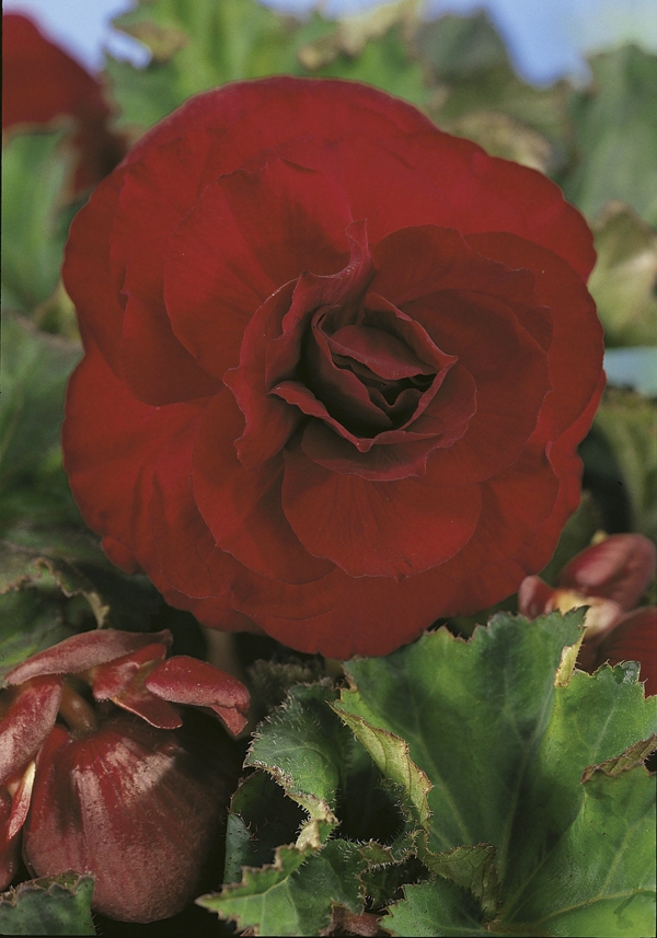 Image Gallery