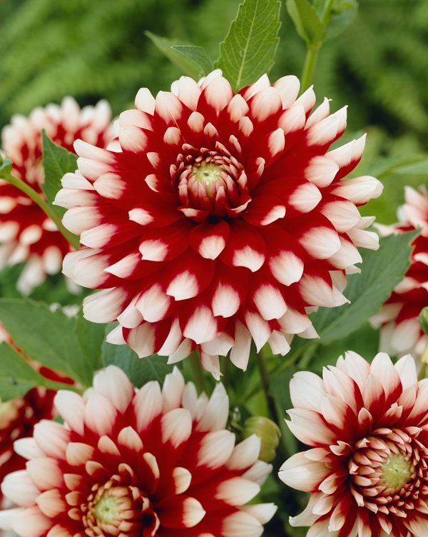 Image Gallery