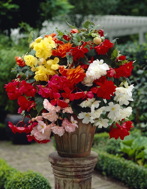Image Gallery