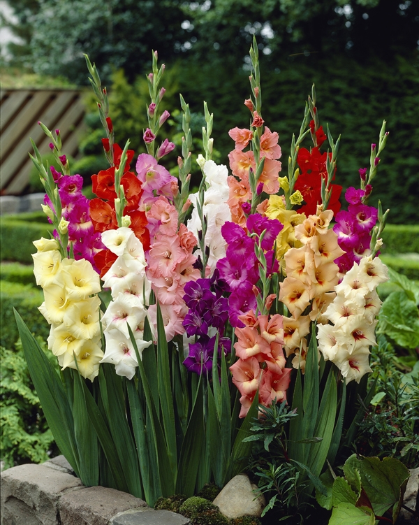 Gladiolus - Gladioli