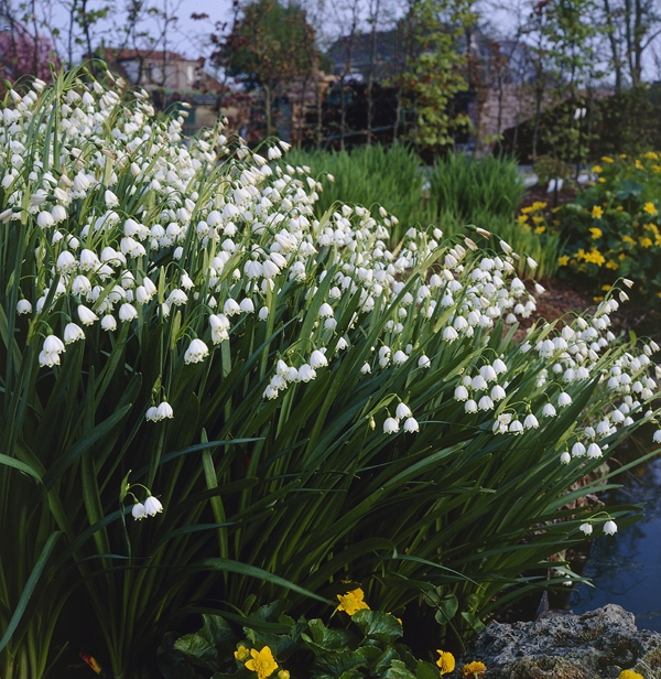 Image Gallery