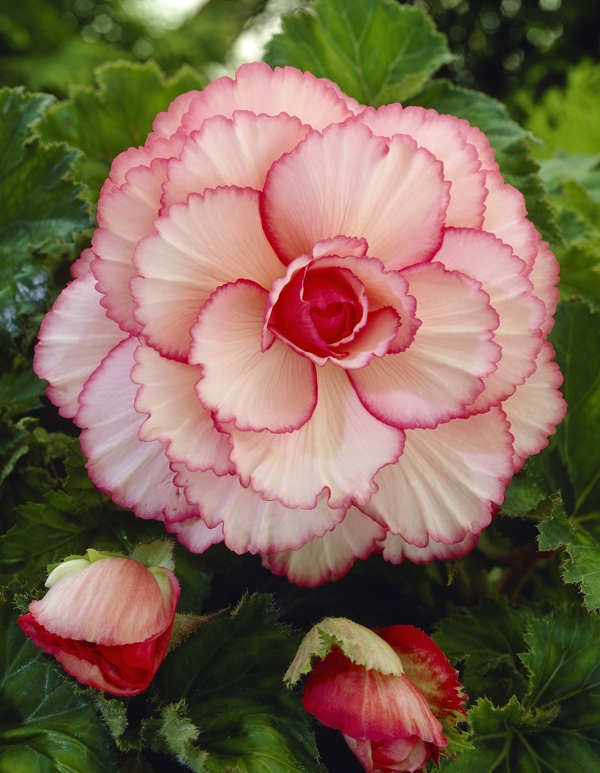 Image Gallery