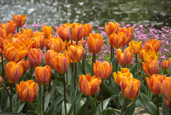 Image Gallery