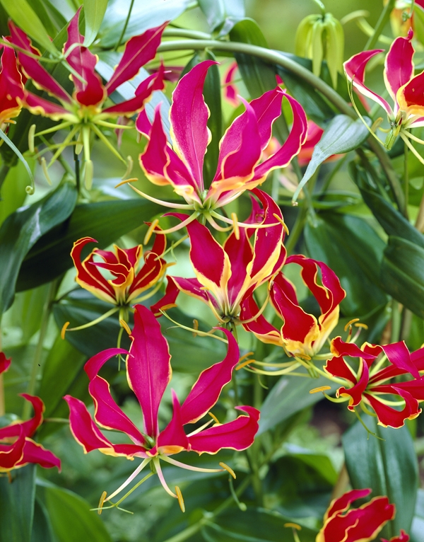 Gloriosa