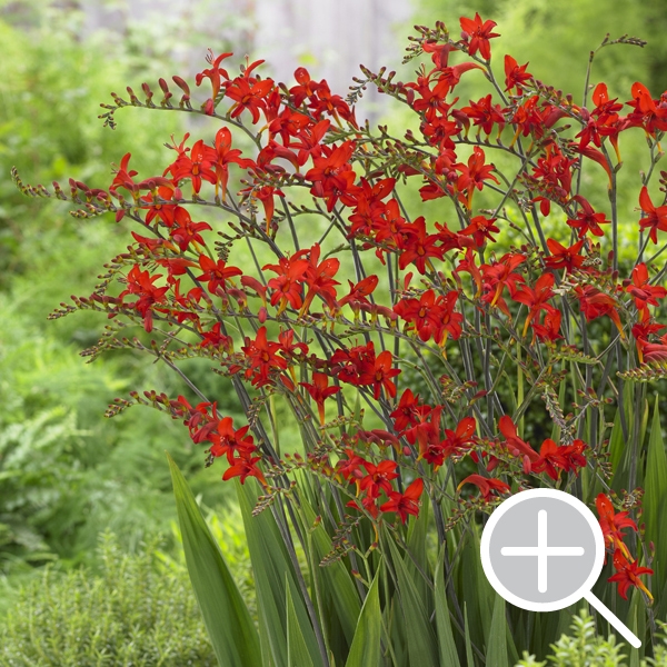 Crocosmia