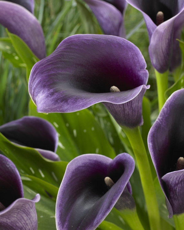 Image Gallery