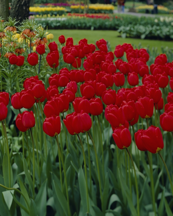 Image Gallery