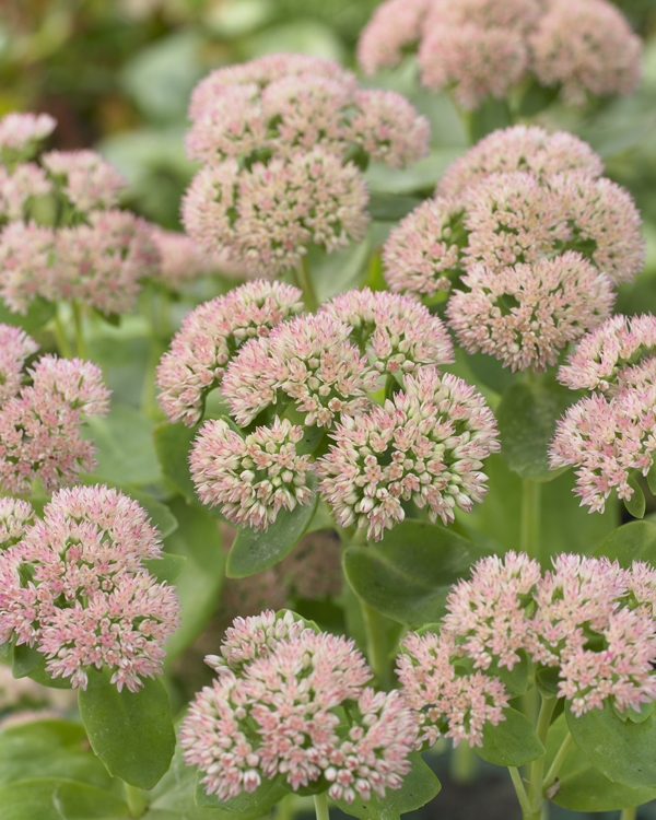 Sedum